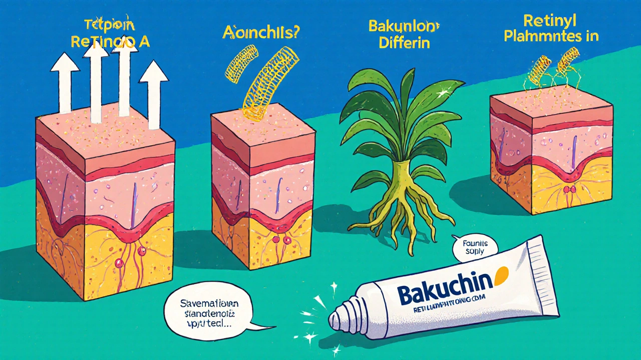 Cutaway skin view showing tretinoin, adapalene, bakuchiol, and retinyl palmitate effects on cells and collagen.