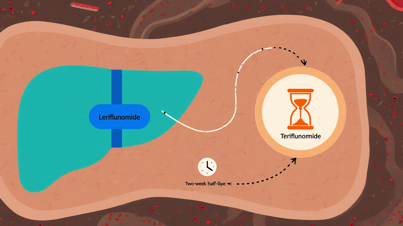 Liver converting a leflunomide tablet into the active metabolite teriflunomide, with a half‑life clock.