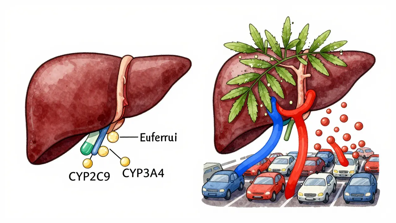 Split liver illustration showing normal enzyme function vs. feverfew blocking warfarin metabolism